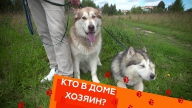 Воспитание аборигенных собак, приучение кота к спорту и чрезмерная привязанность к питомцу 05.09.2019