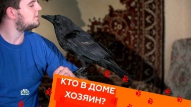 Воспитание котов-ориенталов и содержание ворона в квартире 25.05.2018