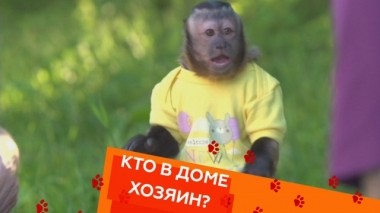 Воспитание обезьянки и трудный возраст у кота 07.09.2018