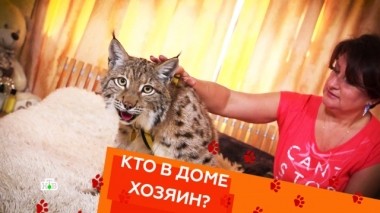 Воспитание рыси, все о корниш-рексах и воющий от тоски пудель 16.03.2019