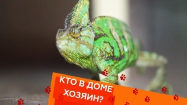 Все о хамелеонах и как отучить собаку набрасываться на гостей 28.09.2018