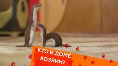 Все о ласках, трусливые сиба-ину и соперничество между котами 16.05.2019