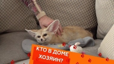 Выпуск девятый 15.03.2018