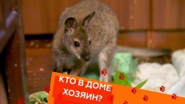 Выпуск двадцать шестой 21.09.2018