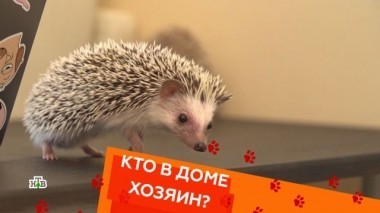 Выпуск двадцать второй 15.06.2018