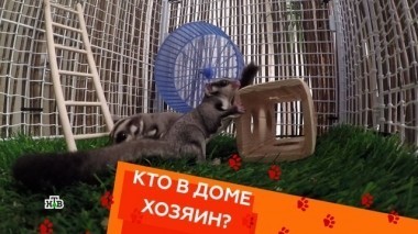 Выпуск семнадцатый 12.05.2018