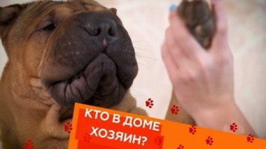 Выпуск тридцать четвертый 17.11.2018