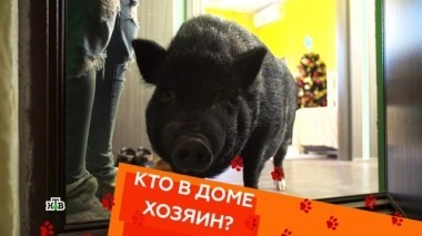 Выпуск тридцать девятый 22.12.2018