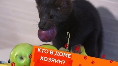 Выпуск тридцать седьмой 08.12.2018