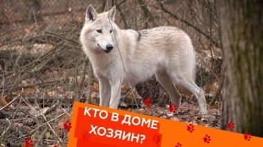 Выпуск тридцать шестой 01.12.2018