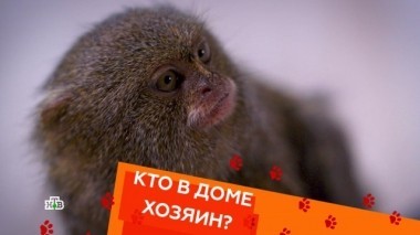 Выпуск тридцать второй 03.11.2018