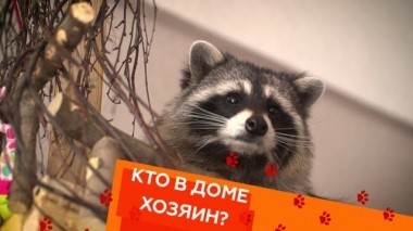 Выпуск тридцатый 20.10.2018