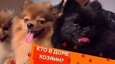 Выпуск тринадцатый 13.04.2018