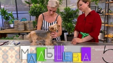 Груминг для собак, как испечь домашний хлеб и сделать оригинальное кашпо 27.09.2018