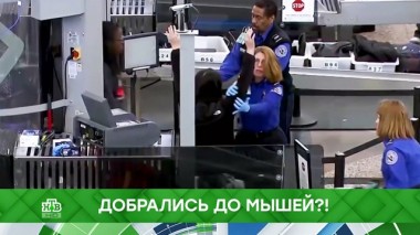 Добрались до мышей?! 07.10.2019