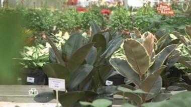 Опасные домашние растения, средства для мытья окон, подделка консервированного горошка и как выгодно вернуть билеты 26.03.2017