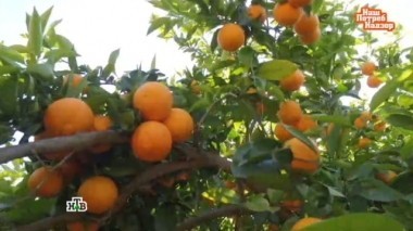 Сок из эталонных апельсинов, варикоз у мужчин, как очистить ковер от грязи и скрытые таланты посудомоечной машины 23.04.2017