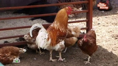 Выпуск от 3 июля 2016 года 03.07.2016