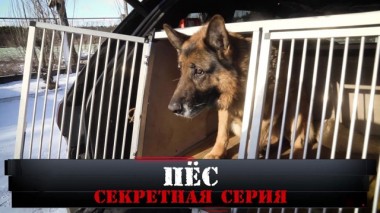 Пёс. Секретная серия 01.03.2020