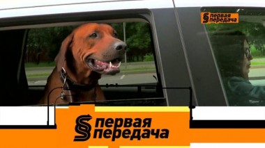 Автопутешествия с питомцами и ответственность для автосалонов за агрессивный маркетинг 19.06.2021