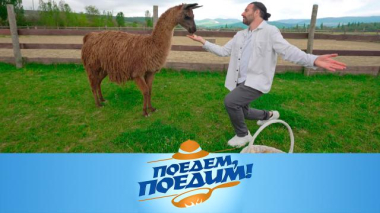 Поедем, поедим! / Крым: центр спасения животных, костюмированное шоу и дегустация масла из тысячелетней оливы / 04.06.2026