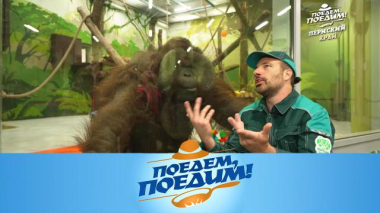 Поедем, поедим! / Пермский край: звездный завтрак для орангутанга, катания по заснеженной тайге и посикунчики / 13.03.2026
