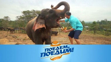 Шри-Ланка: львиная скала, купание слонов и дегустация фрукта со вкусом мяса 28.04.2023