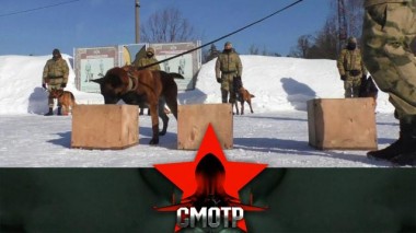 Кинологический центр дивизии Дзержинского: секреты подготовки и дрессировки 29.05.2024