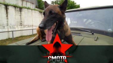 Отличная подготовка и острый нюх: служебные собаки ОМОН «Авангард» 24.09.2025