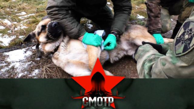 Смотр / Забота о здоровье лохматых помощников: как кинологи Росгвардии оказывают первую помощь служебным собакам / 11.03.2026