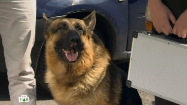 Бесценный чемодан 24.12.2017