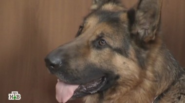 Бесплатный сыр 21.01.2018