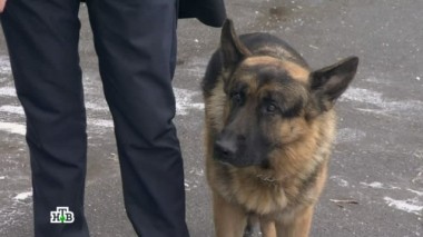 Бивень 17.10.2017