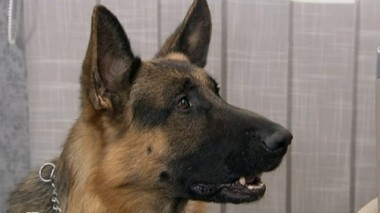 Братцы-кролики 07.11.2016