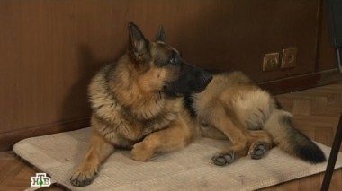 Цветочки и ягодки 25.09.2017