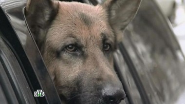 Говори правду 04.01.2018