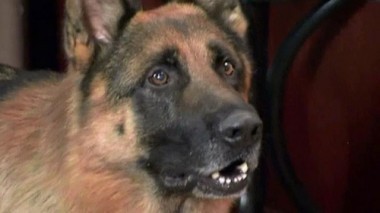 Инстинкт 13.11.2016