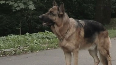 Конокрады 12.07.2017