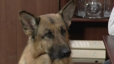 Королевская пешка 22.03.2016