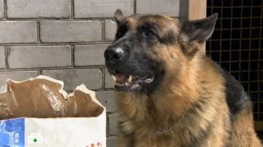 Кошки 26.09.2017