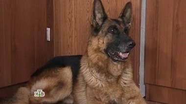 Медвежья хватка 09.10.2014