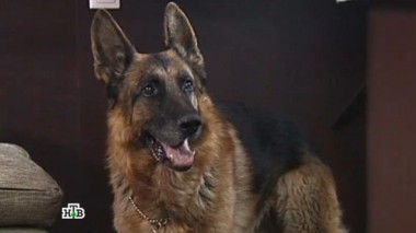 Мексиканские страсти 02.12.2014