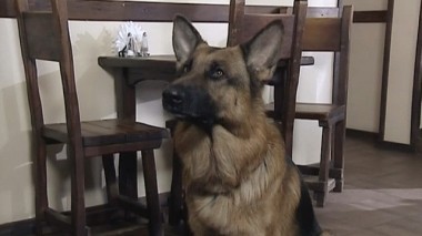 Месть живодера 11.07.2017