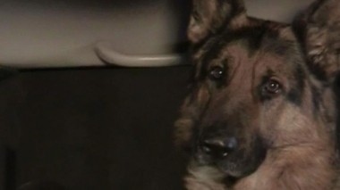 Мистер Вампир 10.01.2018