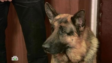 Немезида 08.11.2017