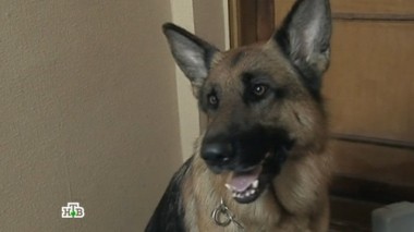 Пиццу заказывали? 06.09.2017