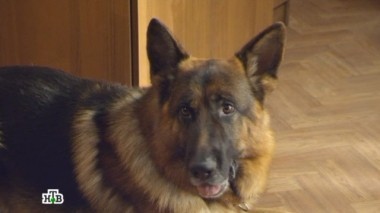 Подкоп 21.11.2017