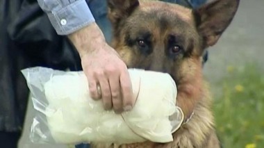 Погоня за невестой 20.09.2016