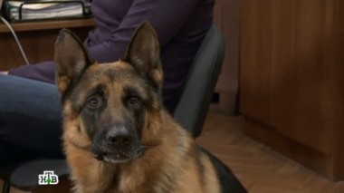 Преступная забота 21.11.2016