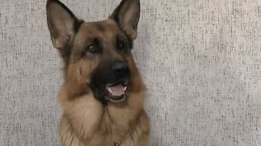 Привет от Цапика 09.07.2017